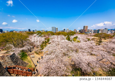 桜咲く春の福岡県・舞鶴公園にある福岡城天守閣から見た福岡市街地の都市風景と青空 桜咲く春の福岡県・舞鶴公園にある福岡城天守閣から見た福岡市街地の都市風景と青空 134844087