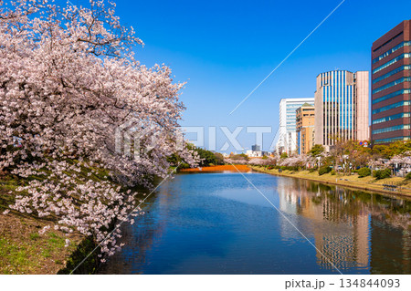 春の福岡県・舞鶴公園で見た、お濠に咲く桜とビル群 春の福岡県・舞鶴公園で見た、お濠に咲く桜とビル群 134844093