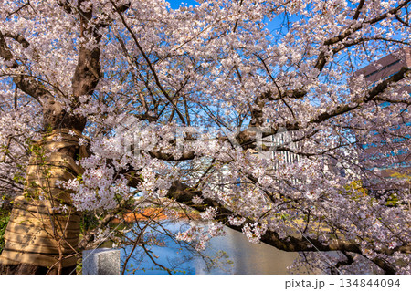 春の福岡県・舞鶴公園で見た満開の桜 春の福岡県・舞鶴公園で見た満開の桜 134844094