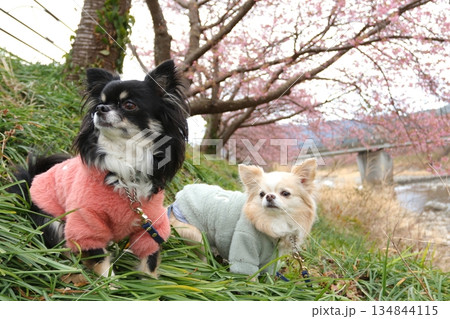 河津桜の下でお座りするチワワ2匹の早春写真 河津桜の下でお座りするチワワ2匹の早春写真 134844115