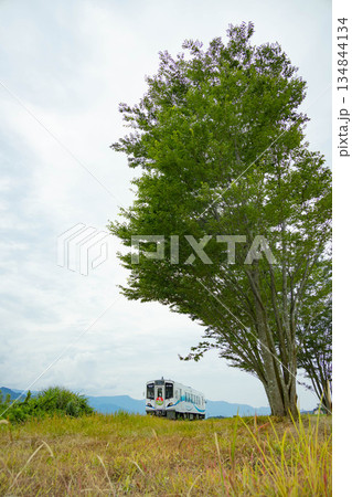 南阿蘇大きな木の下を走るローカル線 134844134