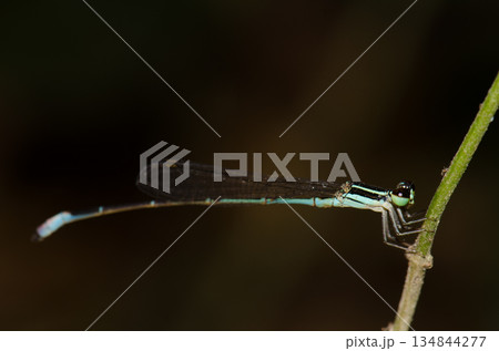 Male red-tipped shadefly. Male red-tipped shadefly. 134844277
