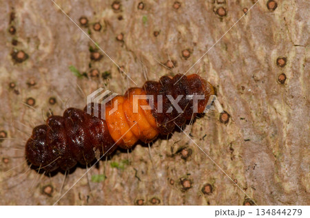 Caterpillar of a common guava blue. Caterpillar of a common guava blue. 134844279