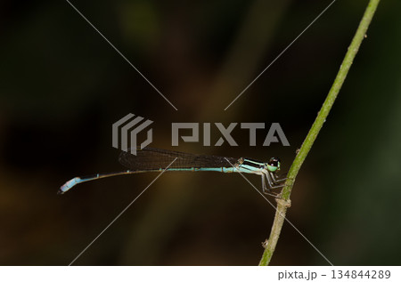 Male red-tipped shadefly. Male red-tipped shadefly. 134844289
