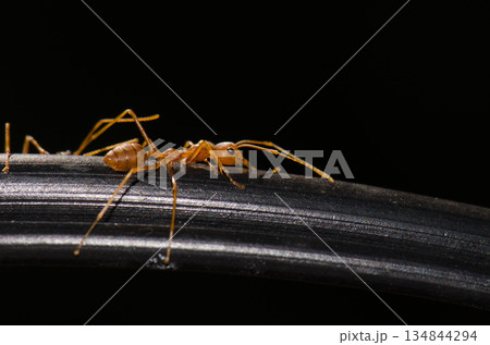 Yellow crazy ant. 134844294