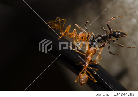 Yellow crazy ants. 134844295
