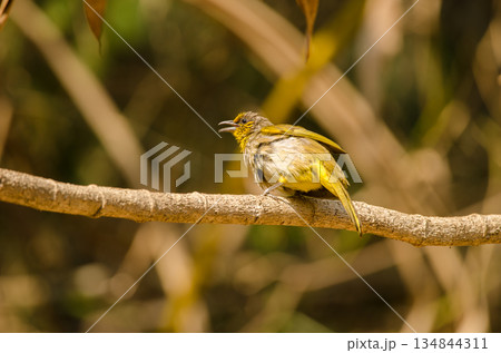Stripe-throated bulbul calling. Stripe-throated bulbul calling. 134844311