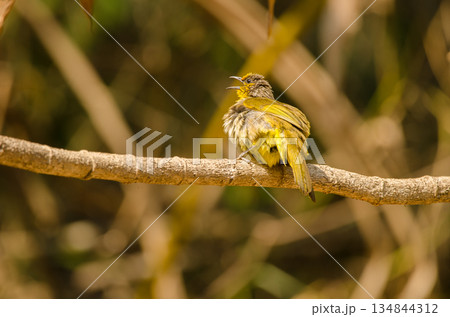 Stripe-throated bulbul calling. Stripe-throated bulbul calling. 134844312