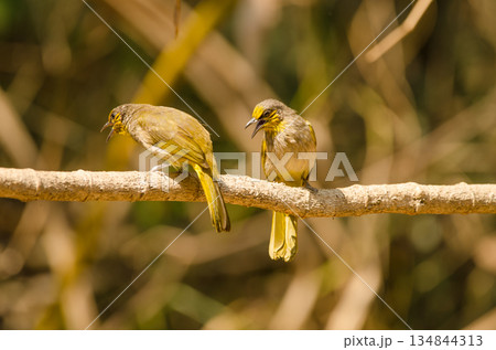 Stripe-throated bulbuls calling. Stripe-throated bulbuls calling. 134844313