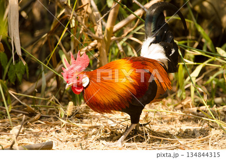 Male red junglefowl. Male red junglefowl. 134844315