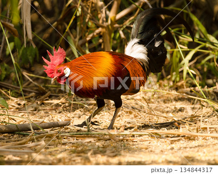 Male red junglefowl. 134844317