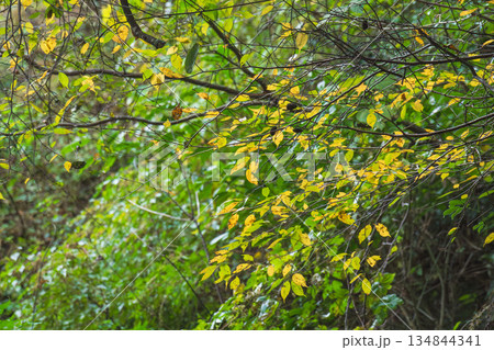 秋の山 黄色に紅葉してきた木々03 秋の山 黄色に紅葉してきた木々03 134844341