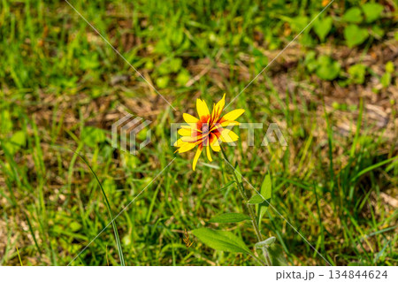真夏に咲いた色鮮やかな花 134844624