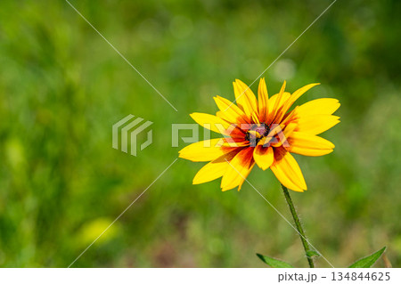 真夏に咲いた色鮮やかな花 134844625