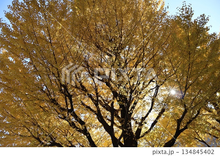 黄色に黄葉した銀杏の大樹の枝の隙間から白く輝く太陽と青空の風景 134845402