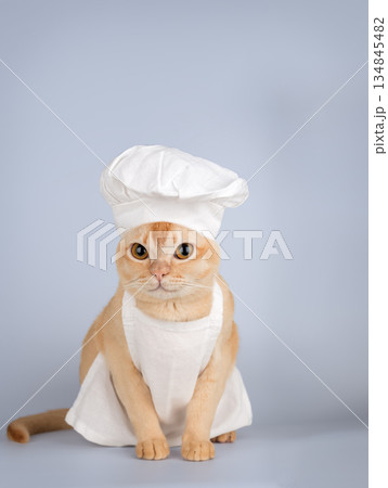 Funny burmese cat in chef hat and apron 134845482