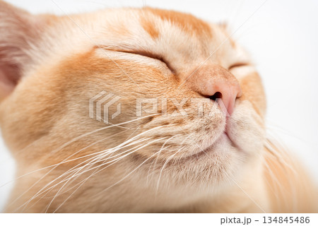 Close-up of a cats face Close-up of a cats face 134845486