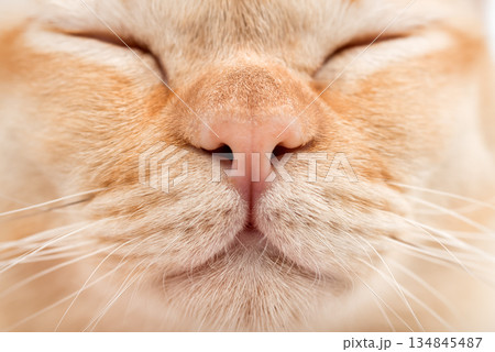 Close-up of a cats face Close-up of a cats face 134845487