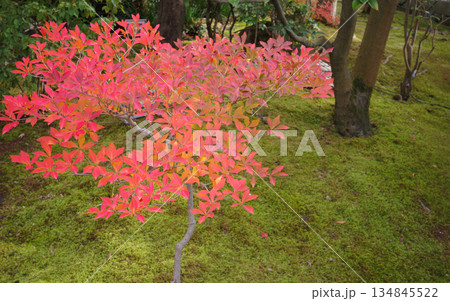 姫路市・姫路城西御屋敷跡庭園・好古園の紅葉 134845522