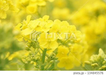 前後をぼかした菜の花 134845576