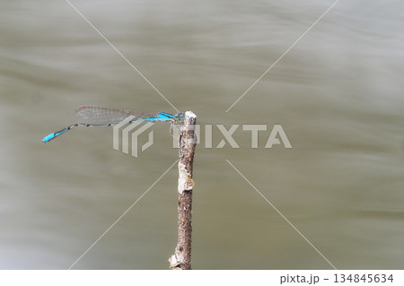 ホソミイトトンボ(オス) ホソミイトトンボ(オス) 134845634