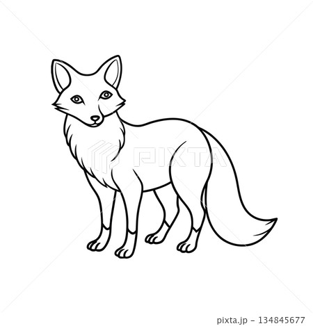Detailed fox line drawing for coloring books or educational purposes Detailed fox line drawing for coloring books or educational purposes 134845677