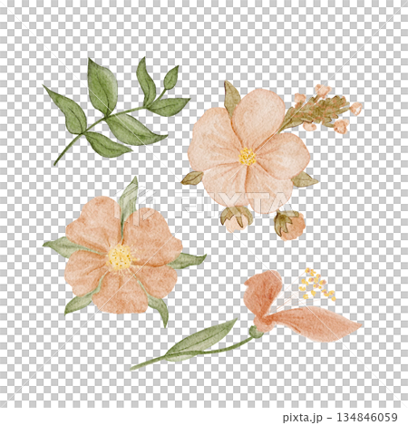 Floral set with peach flowers, green leaves watercolor isolated on white. Elegant hand-painted botanical clipart for wedding stationery, branding, packaging, invitations, modern feminine design 134846059