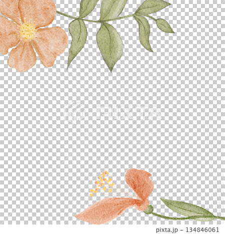 Floral frame horizontal border, peach blossoms, green leaves, watercolor hand-painted illustration isolated on white, botanical design ideal for wedding stationery, invitations, greeting cards 134846061