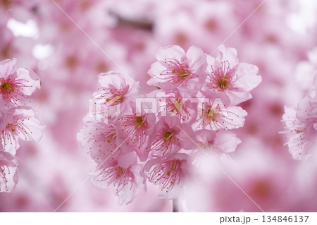 満開の桜 河津桜 満開の桜 河津桜 134846137