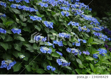 梅雨の花 アジサイ 194 134846429