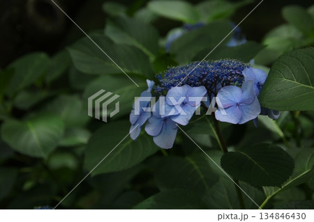 梅雨の花 アジサイ 195 梅雨の花 アジサイ 195 134846430