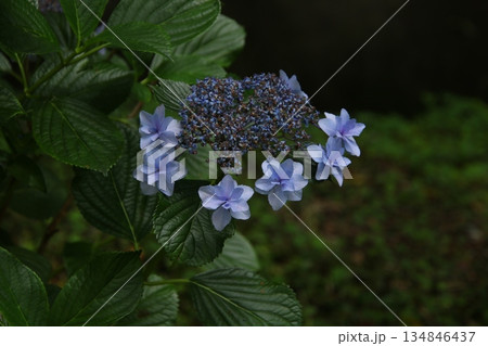 梅雨の花 アジサイ 202 134846437