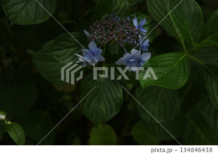 梅雨の花 アジサイ 203 梅雨の花 アジサイ 203 134846438