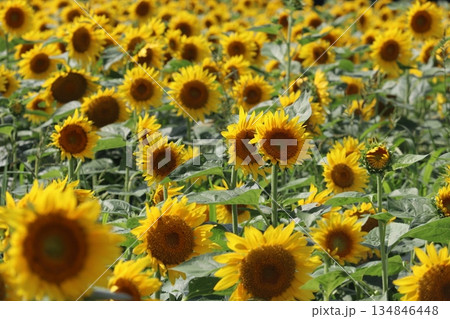 夏の向日葵 134846448