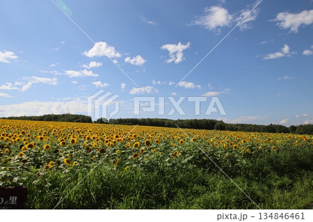 夏の向日葵 夏の向日葵 134846461