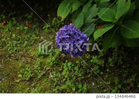 梅雨の花 アジサイ 206 梅雨の花 アジサイ 206 134846468