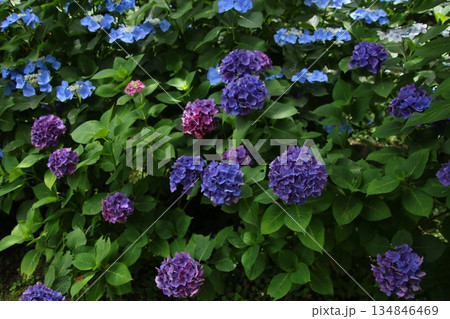 梅雨の花 アジサイ 207 134846469