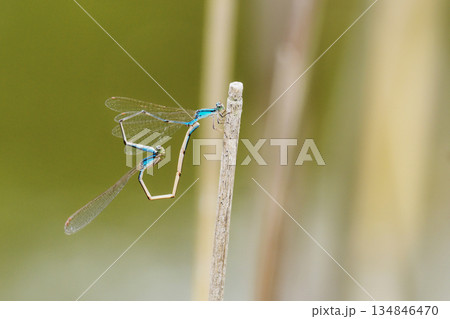 交尾中のホソミイトトンボ(ハート型) 交尾中のホソミイトトンボ(ハート型) 134846470