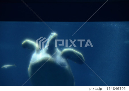 ウミガメ 134846593