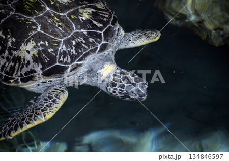 ウミガメ 134846597