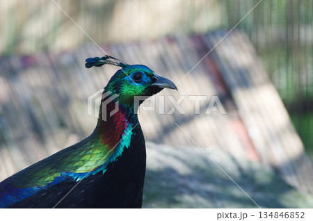 Portrait of male Himalayan or Impeyan monal (Lophophorus impejanus) Portrait of male Himalayan or Impeyan monal (Lophophorus impejanus) 134846852