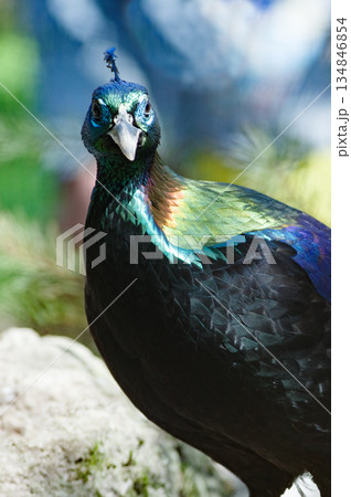 Portrait of male Himalayan or Impeyan monal (Lophophorus impejanus) Portrait of male Himalayan or Impeyan monal (Lophophorus impejanus) 134846854
