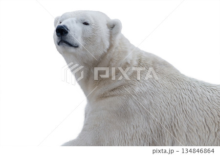 arctic bear portrait isolated on white background 134846864