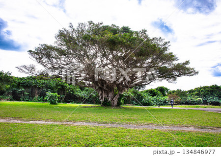 大きなガジュマルの木 134846977