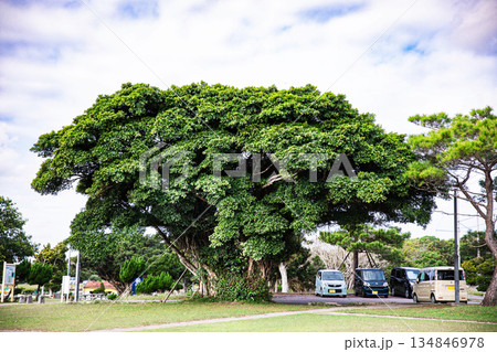 大きなガジュマルの木 134846978