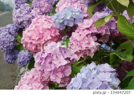 紫陽花の花 134847207