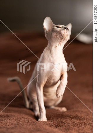 Hairless domestic pet, kitten of Sphynx breed Hairless domestic pet, kitten of Sphynx breed 134847306