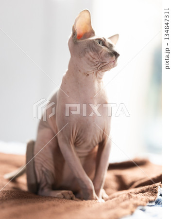 Portrait of sphinx cat on white background 134847311