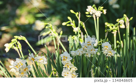 神奈川県最南端城ヶ島の冬 134848605