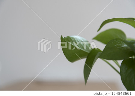 テーブルに置かれた観葉植物の葉のクローズアップ 134848661